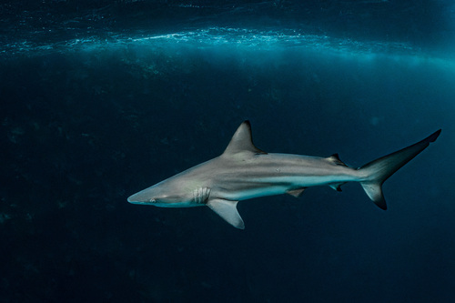 Blacktip Shark